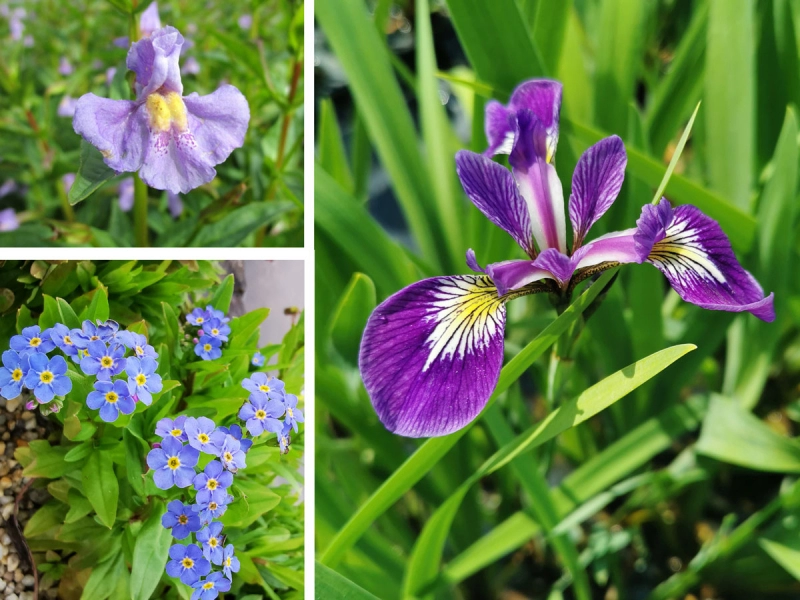 blau violettes Blütenmeer
